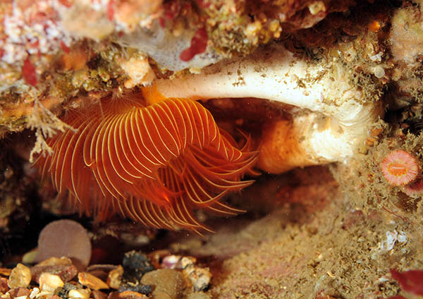 Protula tubularia - Worms (from various groups)