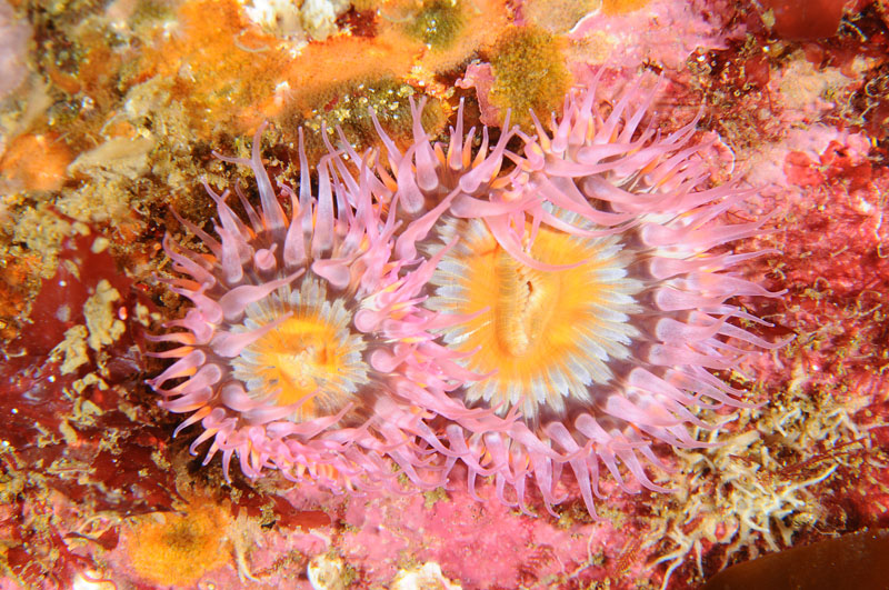 Sagartia elegans rosea - Anemones (Anthozoa)