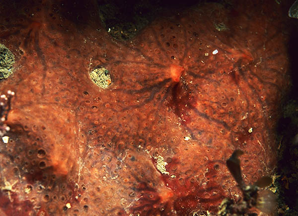 Phorbas fictitius TBC - Sponges (Porifera)