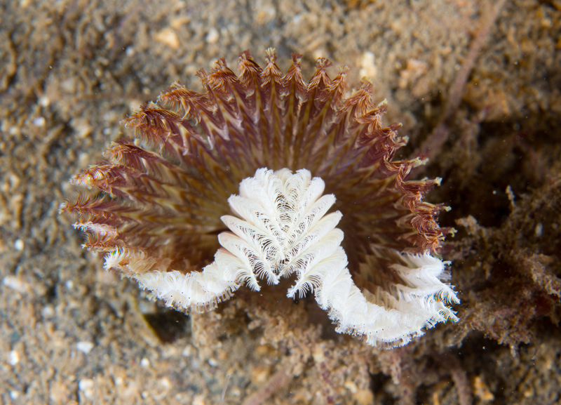 Acromegalomma vesiculosum - Worms (from various groups)