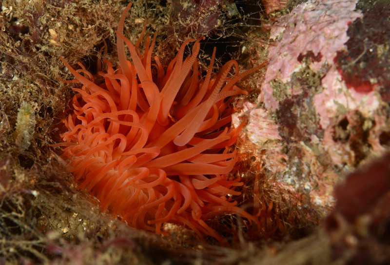 Limaria hians - Sea Snails, Bivalves & Lamp Shells (Mollusca etc)