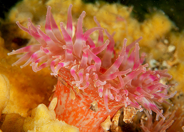 Urticina felina - Anemones (Anthozoa)
