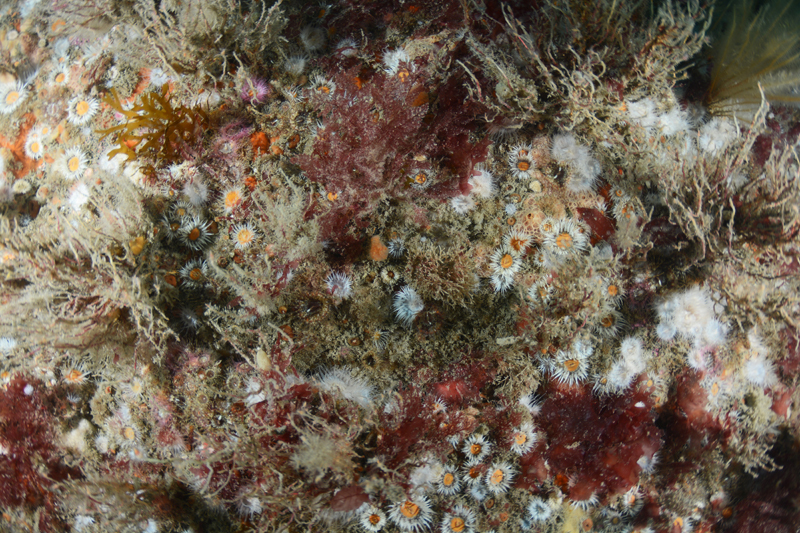 The Manacles Reef - Habitat Scenes