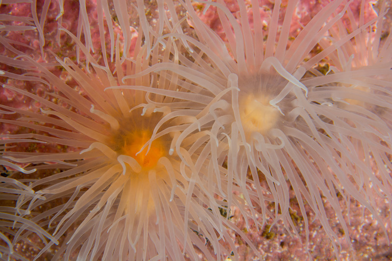 Protanthea simplex - Anemones (Anthozoa)