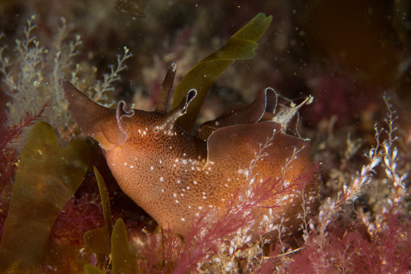 Aplysia punctata - Sea Slugs & Sea Hares (Nudibranchs etc)