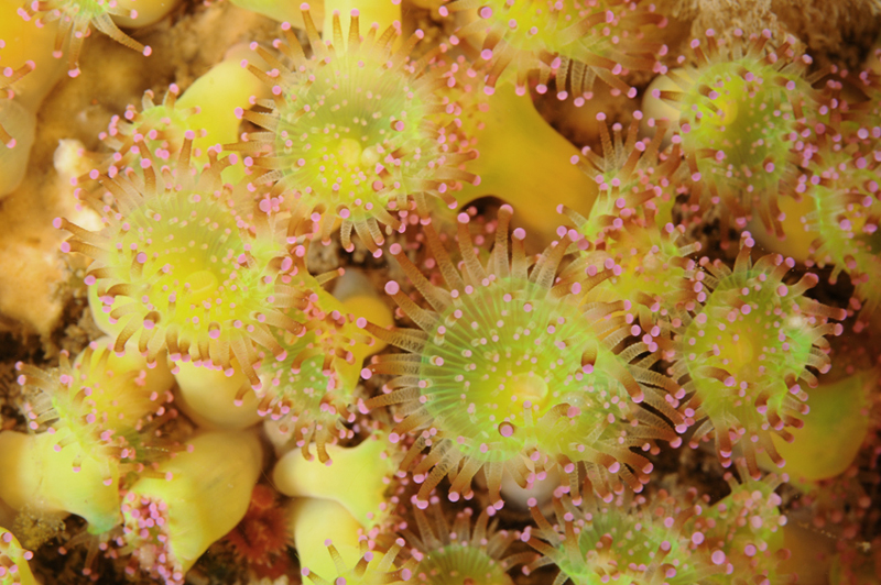 Corynactis viridis - Anemones (Anthozoa)