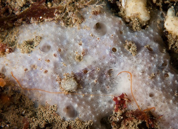 Dysidea pallescens - Sponges (Porifera)