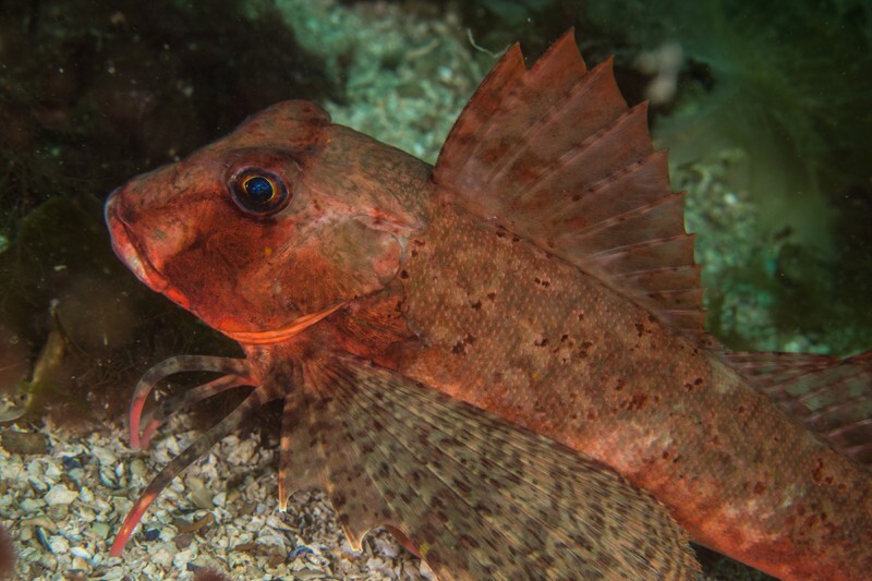 Chelidonichthys lastoviza - Fishes – bony and cartilagous (Pisces)