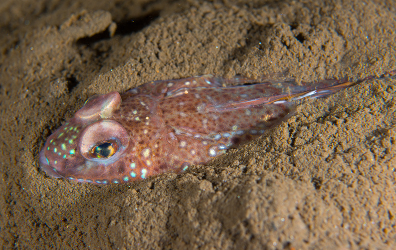 Callionymus maculatus - Fishes – bony and cartilagous (Pisces)