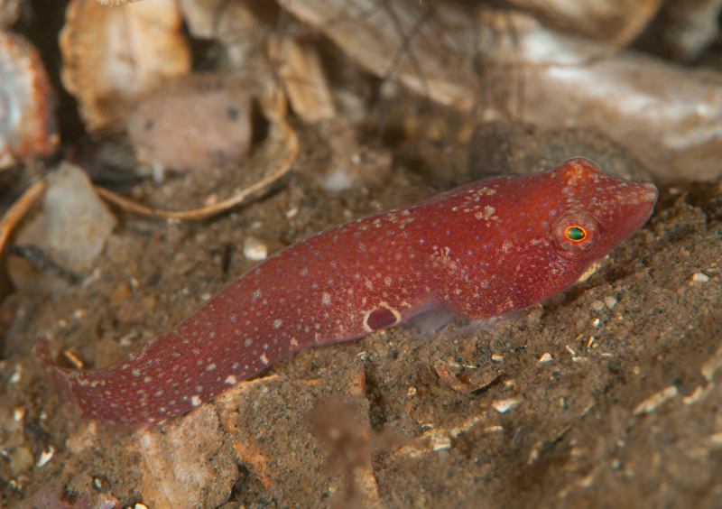 Diplecogaster bimaculata - Fishes – bony and cartilagous (Pisces)