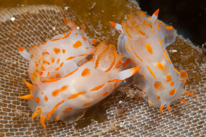Polycera quadrilineata - Sea Slugs & Sea Hares (Nudibranchs etc)