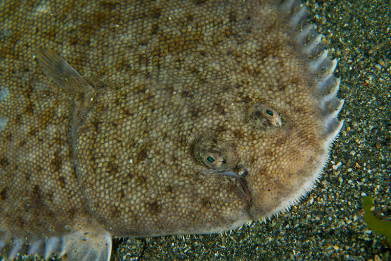 Solea solea TBC - Fishes – bony and cartilagous (Pisces)