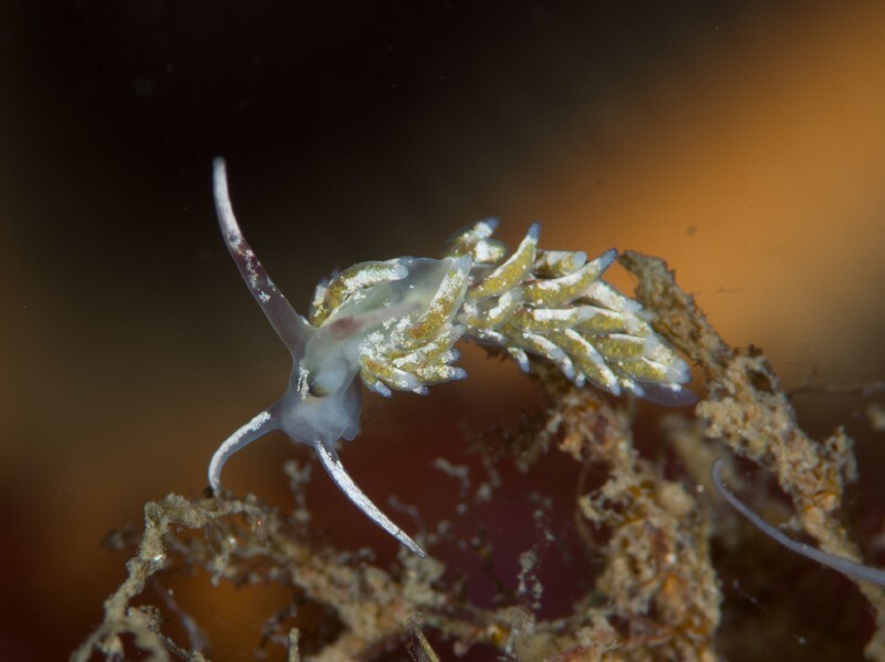 Diaphoreolis viridis - Sea Slugs & Sea Hares (Nudibranchs etc)