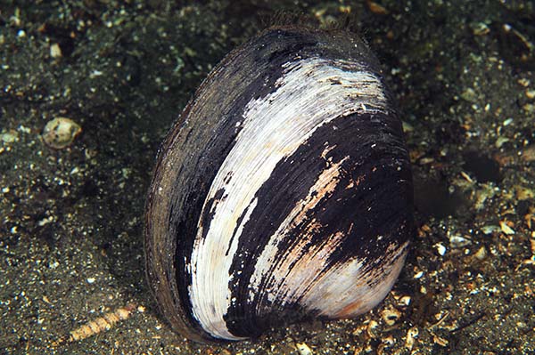 Arctica islandica - Sea Snails, Bivalves & Lamp Shells (Mollusca etc)