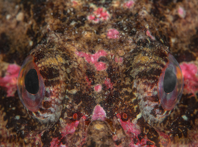 Myoxocephalus scorpius - Fishes – bony and cartilagous (Pisces)