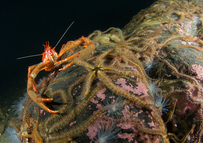 Scottish sea loch - Habitat Scenes