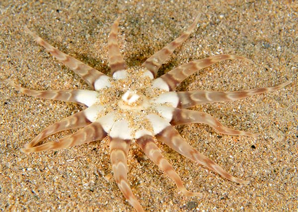 Peachia cylindrica - Anemones (Anthozoa)