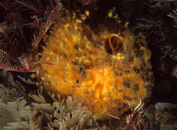 Tethya citrina - Sponges (Porifera)