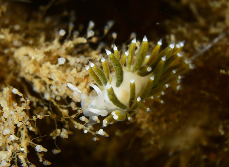 Microchlamylla gracilis var. smaragdina - Sea Slugs & Sea Hares (Nudibranchs etc)