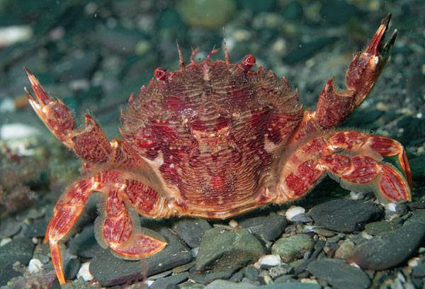 Liocarcinus corrugatus - Crabs, Lobsters, Shrimps & Prawns etc (Crustacea)