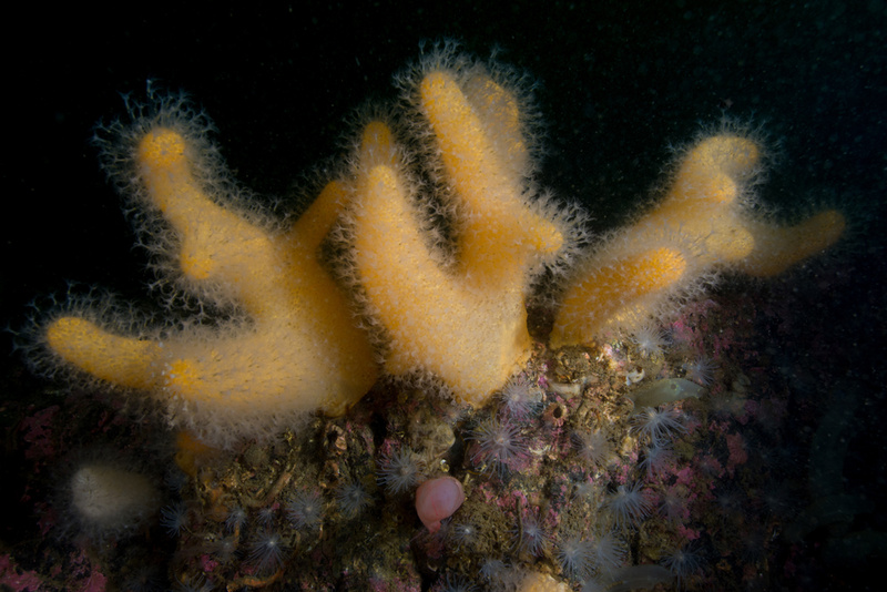 Scottish sea loch - Habitat Scenes