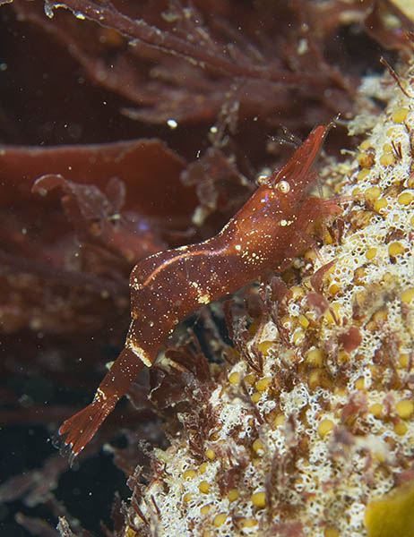 Hippolyte varians - Crabs, Lobsters, Shrimps & Prawns etc (Crustacea)