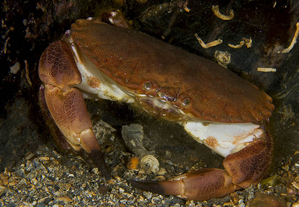 Cancer pagurus - Crabs, Lobsters, Shrimps & Prawns etc (Crustacea)