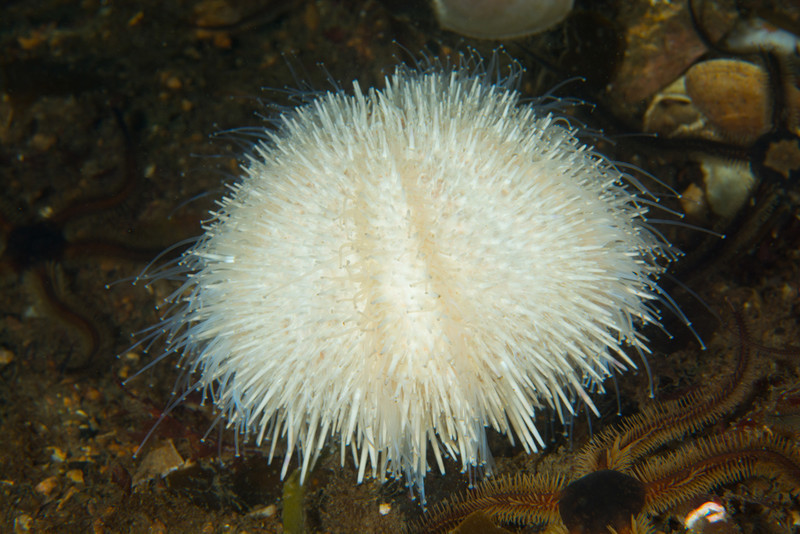 Echinus esculentus albino? - Sea Urchins (Echinodermata)
