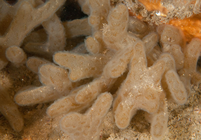 Alcyonidium diaphanum - Sea Mats (Bryozoa)