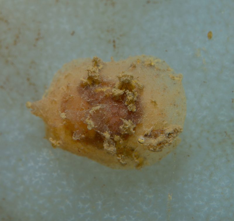 Lamellaria perspicua - Sea Slugs & Sea Hares (Nudibranchs etc)