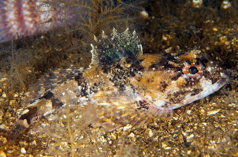 Myoxocephalus scorpius - Fishes – bony and cartilagous (Pisces)