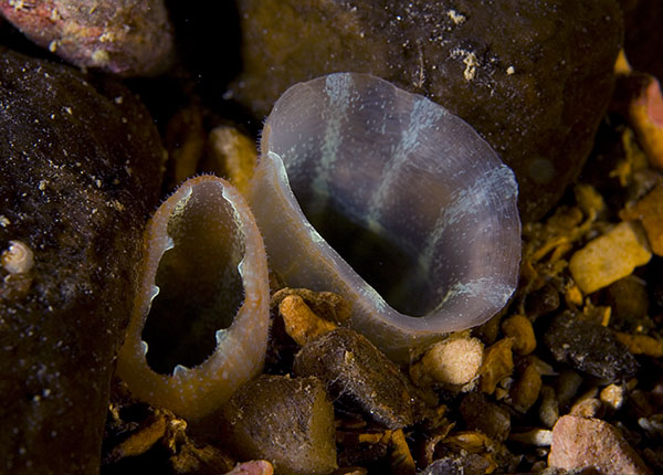 Tapes rhomboides (siphon) TBC - Sea Snails, Bivalves & Lamp Shells (Mollusca etc)