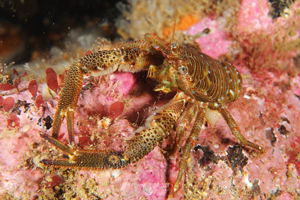Galathea squamifera - Crabs, Lobsters, Shrimps & Prawns etc (Crustacea)