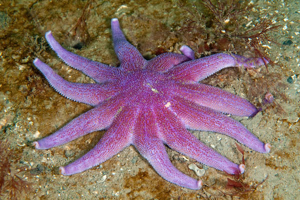 Solaster endeca (11 arms) - Starfish (Echinodermata)