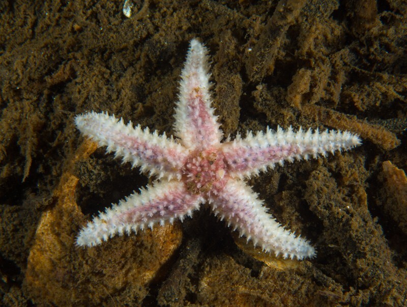 Leptasterias muelleri - Starfish (Echinodermata)