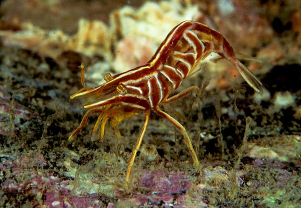 Hippolyte prideauxiana - Crabs, Lobsters, Shrimps & Prawns etc (Crustacea)