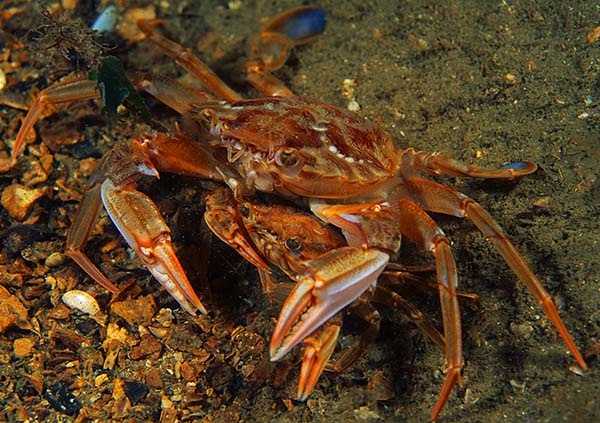 Liocarcinus depurator pair - Crabs, Lobsters, Shrimps & Prawns etc (Crustacea)
