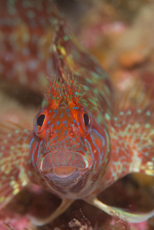 Parablennius ruber - Fishes – bony and cartilagous (Pisces)