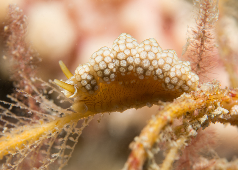 Doto fragilis - Sea Slugs & Sea Hares (Nudibranchs etc)