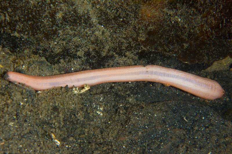 Oestergrenia digitata - Sea Cucumbers (Echinodermata)