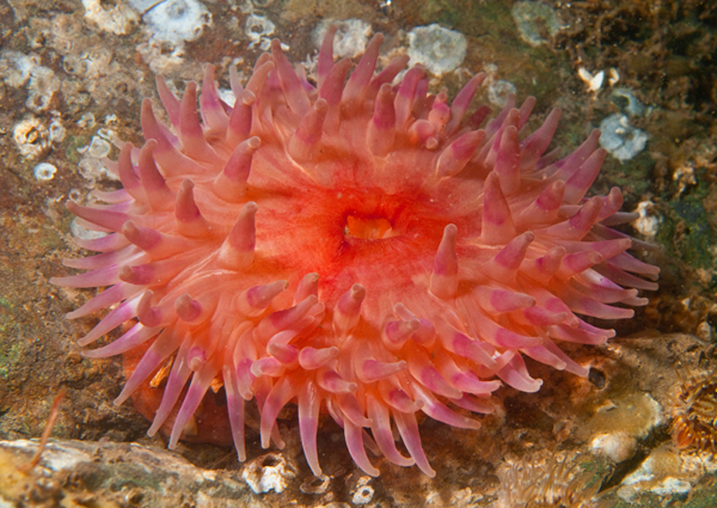 Urticina felina - Anemones (Anthozoa)