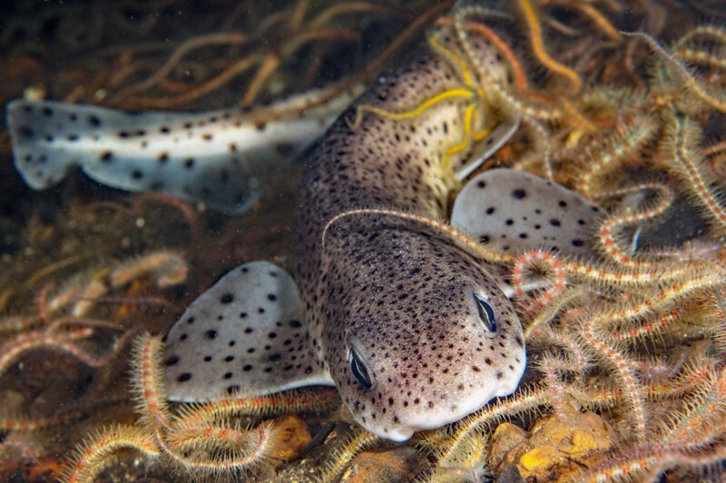 Scyliorhinus canicula - Fishes – bony and cartilagous (Pisces)