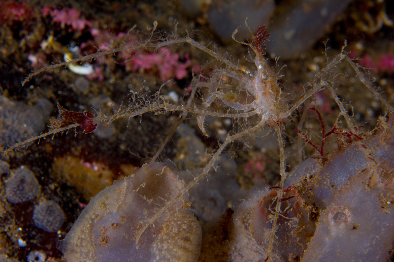 Macropodia rostrata - Crabs, Lobsters, Shrimps & Prawns etc (Crustacea)