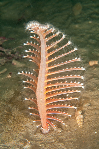 Pennatula phosphorea - Corals (Anthozoa)