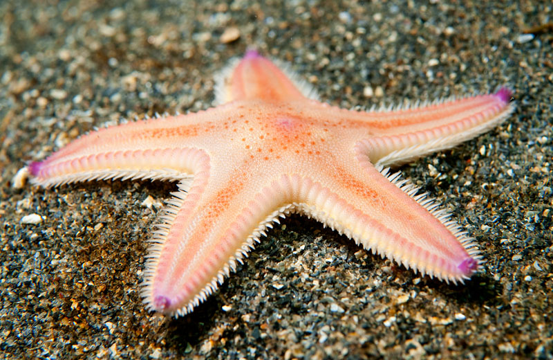 Astropecten irregularis - Starfish (Echinodermata)