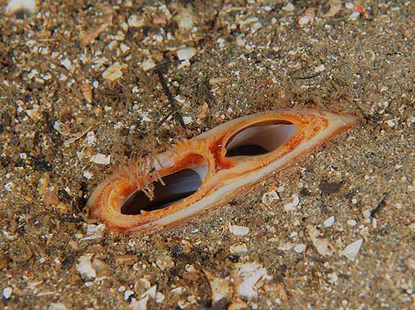 Arctica islandica (siphon) - Sea Snails, Bivalves & Lamp Shells (Mollusca etc)