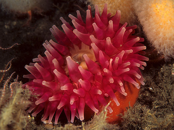 Urticina eques - Anemones (Anthozoa)