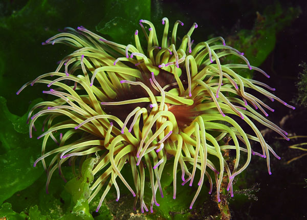 Anemonia viridis - Anemones (Anthozoa)