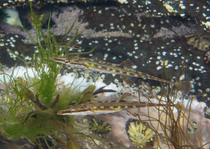 Spinachia spinachia - Fishes – bony and cartilagous (Pisces)