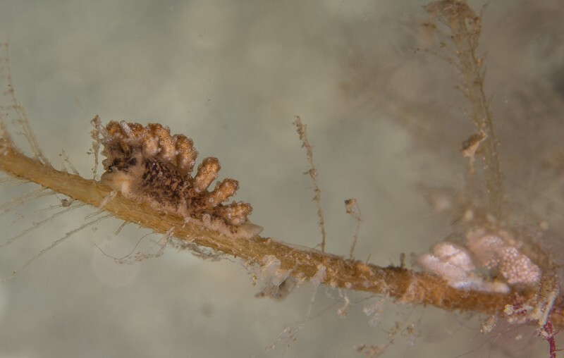 Doto sp - Sea Slugs & Sea Hares (Nudibranchs etc)